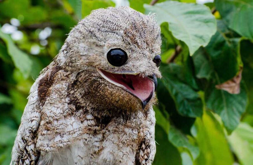Big Potoo: A stump bird with a mesmerizing growl that can see with its eyes closed.