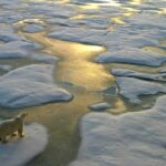 Global sea ice levels reach alarming new low