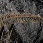30,000-year-old vulture feathers 'not at all like what we normally see' preserved in volcanic ash