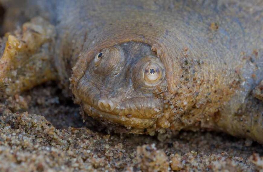 Cantor's giant softshell turtle: a frog-faced predator that spends 95% of its time completely motionless.