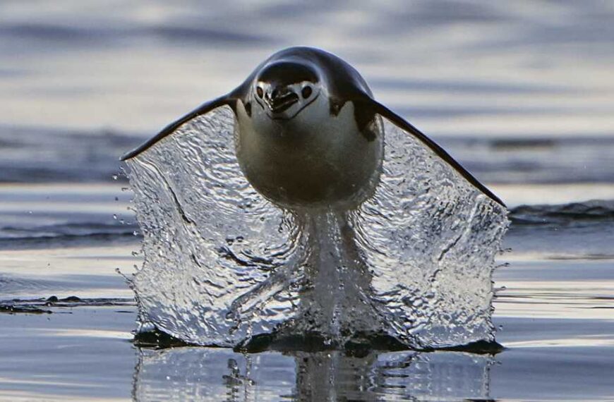 Why don't all birds fly?
