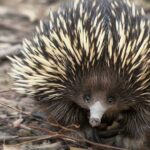 In a rare evolutionary event, a strange relative of the platypus has gone from living in the water to living on land.