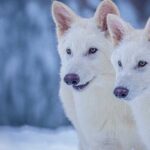 How related are dire wolves and gray wolves? The answer may surprise you.