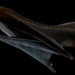 Pelican Eel: A midnight zone dweller with a giant mouth capable of swallowing animals larger than itself