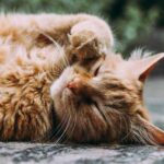 The first domestic cats in North America arrived on Spanish ships.