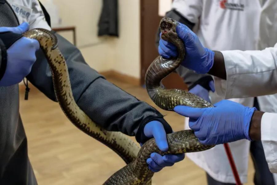 Chief herpetologist Geoffrey Maranga (R) receives assistance in controlling an Egyptian cobra while extracting venom from various snake species for use in research into local production of antivenom at the Kenya Snakebite Intervention and Research Centre at the Kenya Primate Research Institute (KIPRE) in Nairobi on March 7, 2025. Snakebite envenoming has been classified as a Category A neglected tropical disease by the World Health Organization (WHO) due to its high morbidity and mortality. Africa is among other regions with low or no access to antivenom therapy. The Snakebite Research and Intervention Centre at the Kenya Institute of Primate Research (KIPRE) aims to research and develop antivenom locally, a first in Kenya and East Africa, which have relied heavily on imported antivenom, mainly from Mexico and India, despite its widespread ineffectiveness as treatments in one region are often ineffective in treating snakebites in another region. (Photo by Tony Karumba/AFP) (Photo by TONY Karumba/AFP via Getty Images)