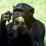 Chimpanzees use medicinal plants to heal wounds and help others, Oxford study finds
