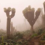 Kilimanjaro's Giant Senecios: The Strange Plants That Thrive on Africa's Highest Mountain