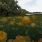 Jellyfish Lake: A brackish body of water in Palau with a toxic bottom and surface waters teeming with millions of jellyfish.