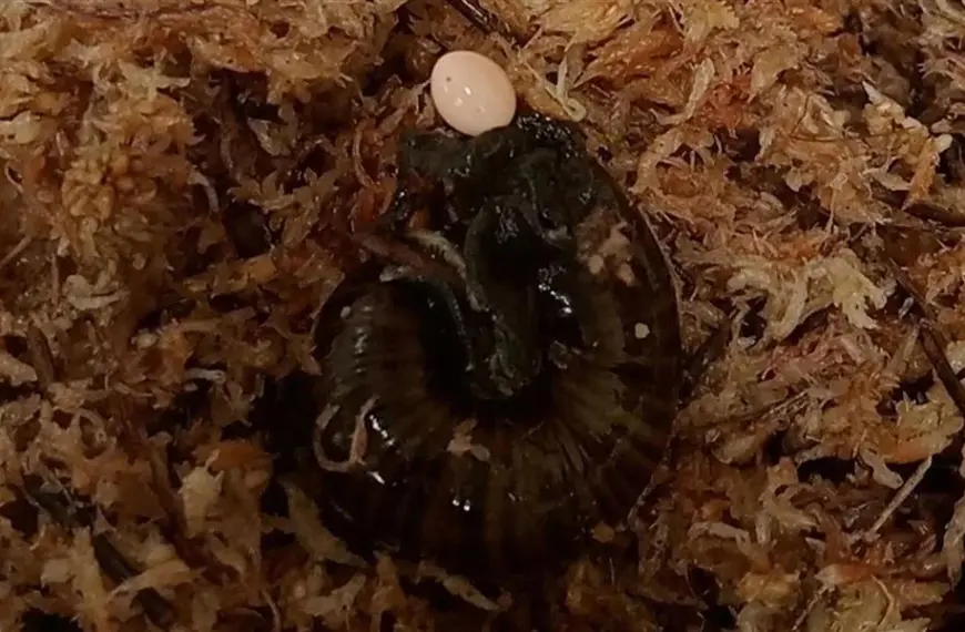 Watch as the elusive New Zealand snail lays an egg through a 'genital pore' on its neck