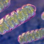 Scientists have just discovered a molecule that could treat a rare, devastating mitochondrial disease.