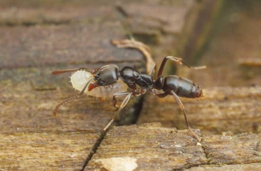 The southeastern US is seeing a surge in invasive Asian needle ants, whose stings can cause anaphylactic shock