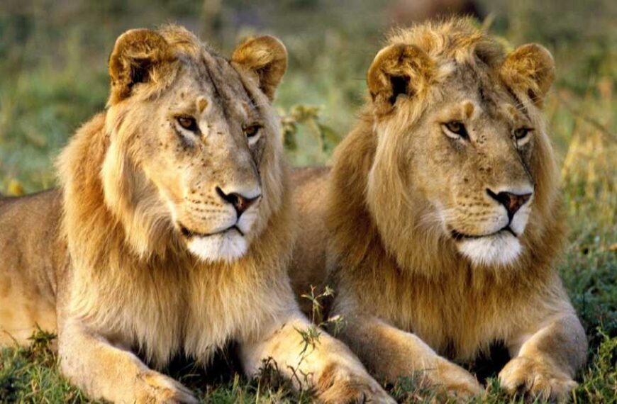 Big Cat Quiz: Can You Answer the Lion's Share of These Questions Correctly?