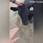 Cow swept away by Australian floods found alive on beach 11 miles from home