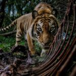 Starving lion, fighting bison and snake pit win environmental photography awards