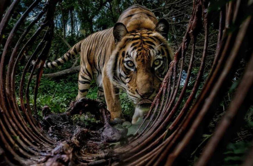 Starving lion, fighting bison and snake pit win environmental photography awards