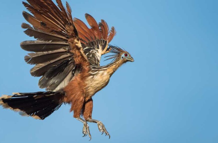 Hoatzin: The Strange 'Smelly Bird' Born With Clawed Wings That Appears to Be an Evolutionary 'Orphan'