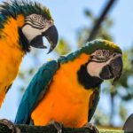Do parrots understand what they say?