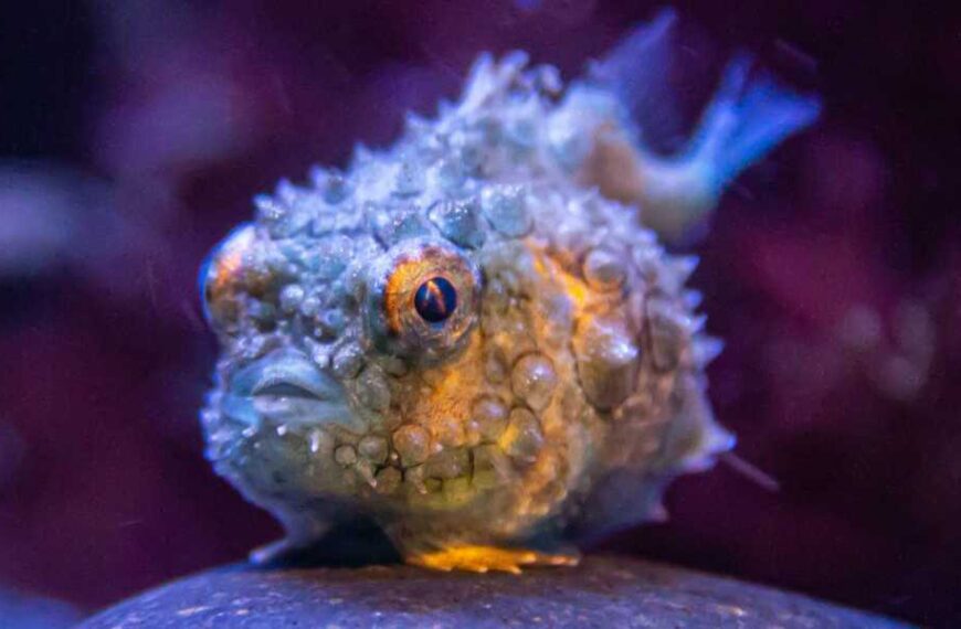 Pacific spiny lumpfish: An adorable little fish with a weird sucker that resembles human teeth