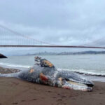 Six Dead Gray Whales Found in San Francisco Bay in a Week