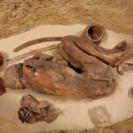 5,600-Year-Old Mummy Redefines Ancient Egyptian Embalming