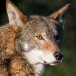 Instead of 'reviving' dire wolves, scientists should use gene editing to protect living, endangered species