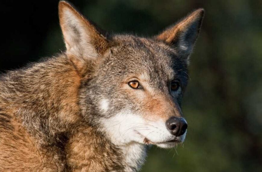 Instead of 'reviving' dire wolves, scientists should use gene editing to protect living, endangered species