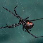 Diagnostic Dilemma: Black Widow Spider Venom Poisons Woman Through Eyeball