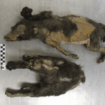 14,000-Year-Old Ice Age 'Puppies' Were Actually Wolf Sisters Who Last Ate a Woolly Rhino