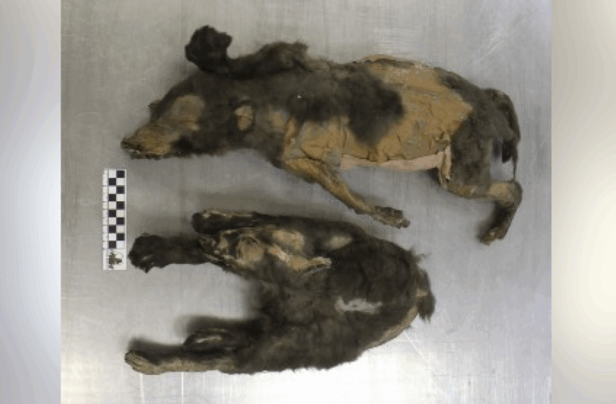 14,000-Year-Old Ice Age 'Puppies' Were Actually Wolf Sisters Who Last Ate a Woolly Rhino