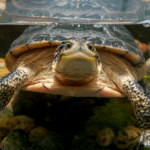 Which animals can hold their breath underwater the longest?