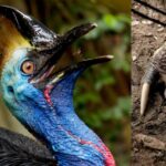 Southern Cassowary: A Giant Prehistoric Bird With Dinosaur Feet
