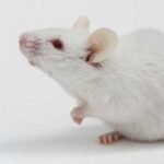 Anti-cancer drug combination increases lifespan in mice by 30%, but anti-aging benefits for humans remain unknown