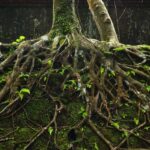 Plants have a secret second set of roots located deep underground that scientists didn't know about