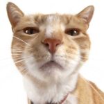 Cats recognize familiar scents and can identify strangers by the scent of their armpits and toes.