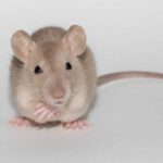'Rubber Paw Illusion': Mice Can 'Feel' Artificial Limbs Just Like Humans