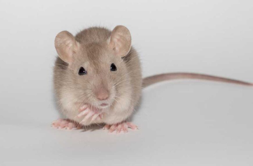 'Rubber Paw Illusion': Mice Can 'Feel' Artificial Limbs Just Like Humans