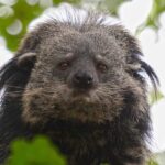 Binturong: The Bear Cat Who Smells Like Hot Buttered Popcorn