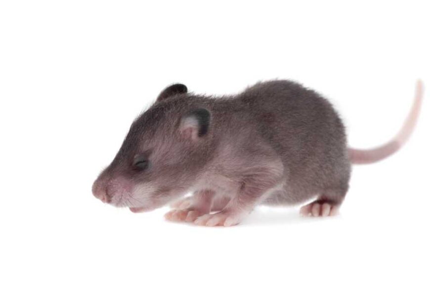 Which animal has the best sense of smell?