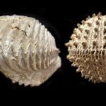 'Statistically, This Shouldn't Have Happened': Something Very Strange Happened in the Ocean After the Asteroid That Killed the Dinosaurs