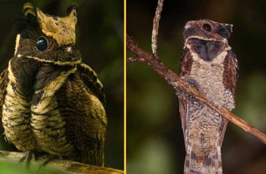 Big-eared Nightjar: The 'Dragon Chick' Bird That Lays Eggs on the Floor