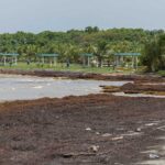 Record piles of sargassum seaweed have washed up on Caribbean beaches, and their numbers continue to grow