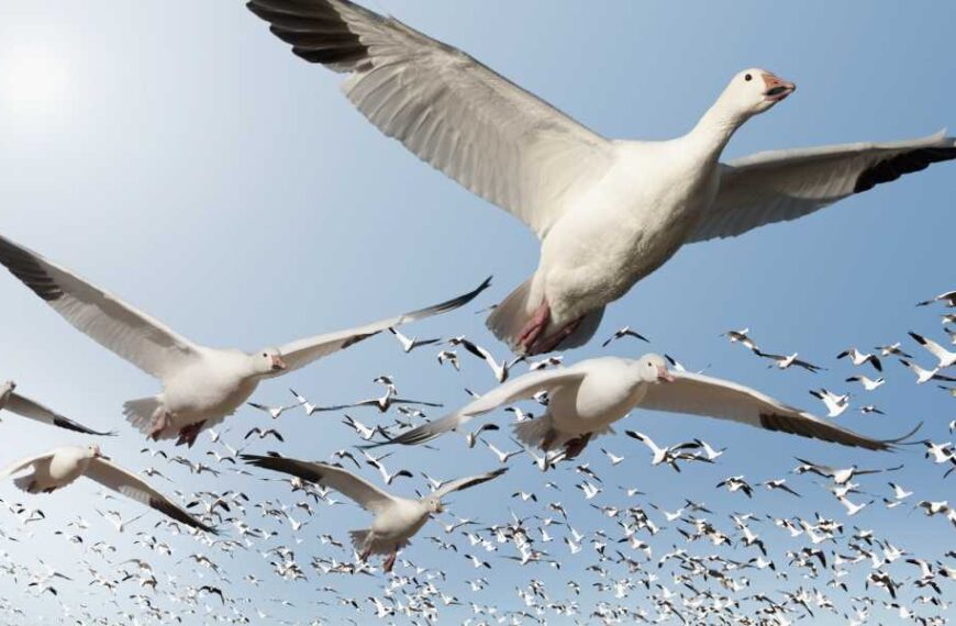 How do migratory birds know where they are going?