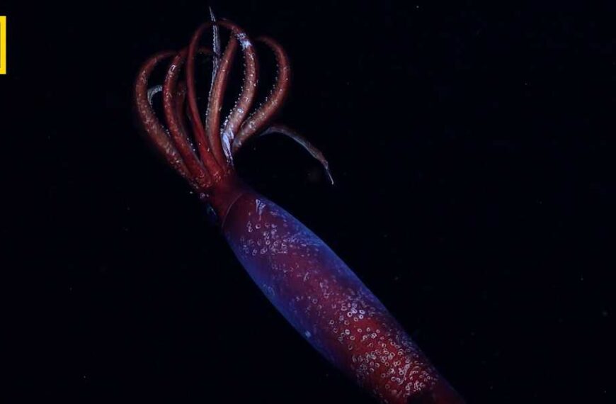 Creepy blood-red squid with big hooks drifts through Antarctic Ocean's midnight zone in world's first video