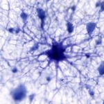 Star-shaped brain cells may underlie the brain's vast memory store