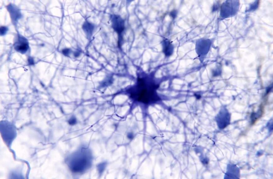 Star-shaped brain cells may underlie the brain's vast memory store