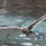 The Best Wildlife Watching Gear for 2025: Birds, Bats, Bees, and Everything in Between