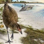 The oldest modern bird fossil ever found has been dubbed the 'Miracle Chicken'