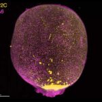 Scientists Grow Mini Amniotic Sacs in Lab Using Stem Cells