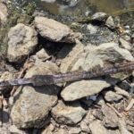 Fisherman finds medieval sword in Polish Vistula River